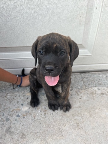 Cane Corso – Cane Corso Puppies