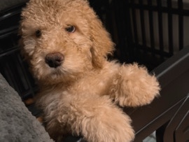 Goldendoodle – Simba Goldendoodle – Los Angeles