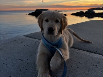 Golden Retriever – 4 month old Golden Retriever – Milford