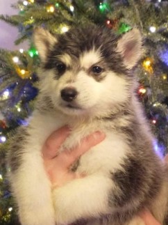 Siberian Husky – husky pups