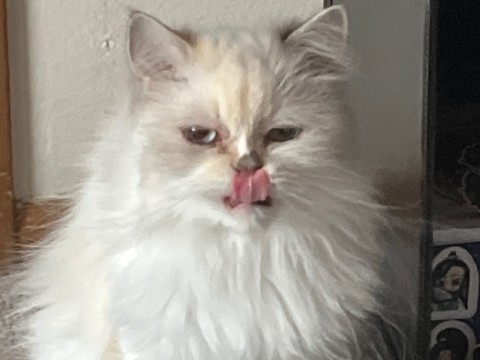 Ragdoll – Sweet Ragdoll Bl Pt Callie – Columbus