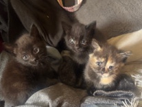 European Shorthair – Four Female Felines need New Homes ASAP – Peterborough
