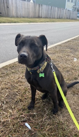 American Staffordshire Terrier – wonder dog!