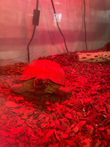 Russian Tortoise
