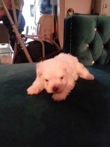 Maltese – Maltese Puppies