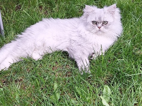 British Longhair - BLH. Hobby Dekkater  available for adoption in Eichstätt