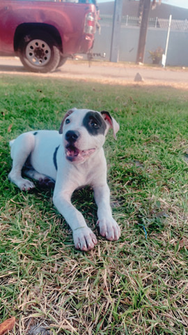 American Pit Bull Terrier – needs a new home fast😞 (text me your number)
