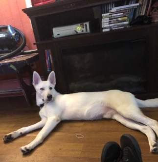 energetic loving shepsky