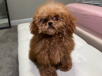 Poodle – micro toy poodle – North Port