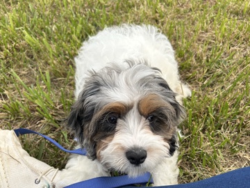 Cavapoo – Male Cavapoo – Galax