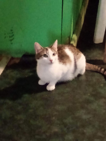American Bobtail – cats for sale