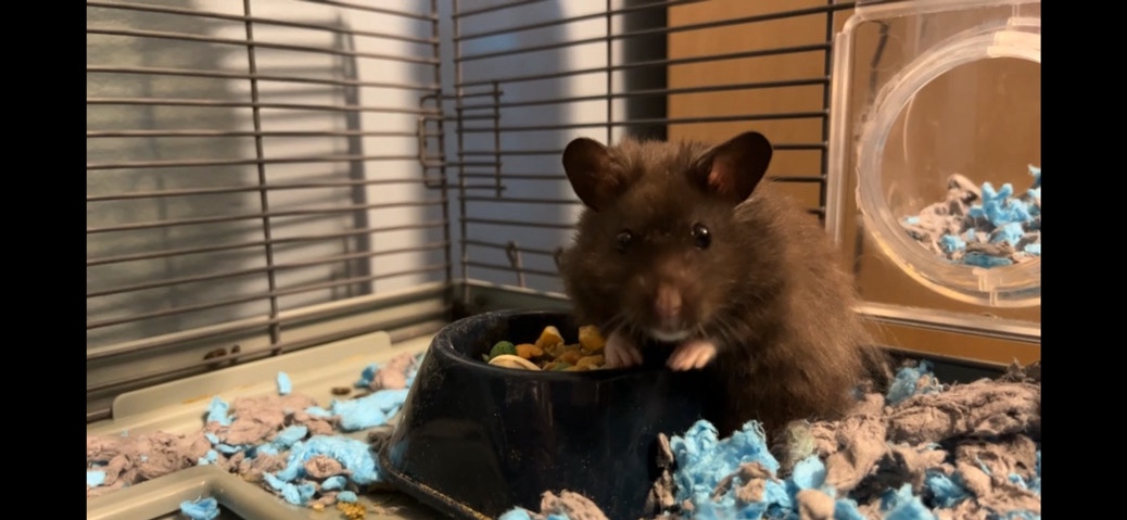 Any – selling my Syrian hamster(teddy bear hamster) and materials