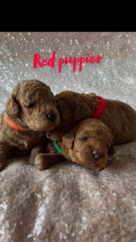Cavalier King Charles Spaniel – 6 cavapoo puppies red and apricot (hypoallergenic)