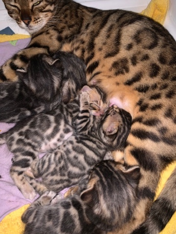 Bengal – 3 bengal kittens and mother for sale