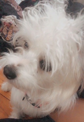 Australian Terrier – selling dog