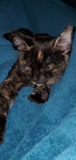 Kitten