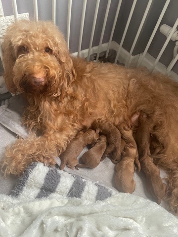 Poodle – Red Miniature Australian Labradoodle x Mini poodle