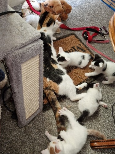 British Shorthair – 3 kittens for sale