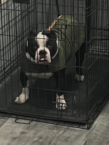American Bulldog – Bullie puppies coming soon
