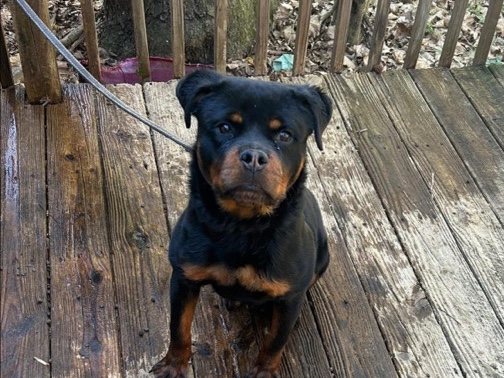 Rottweiler – Pure Breed Rottweiler Puppy – Decatur