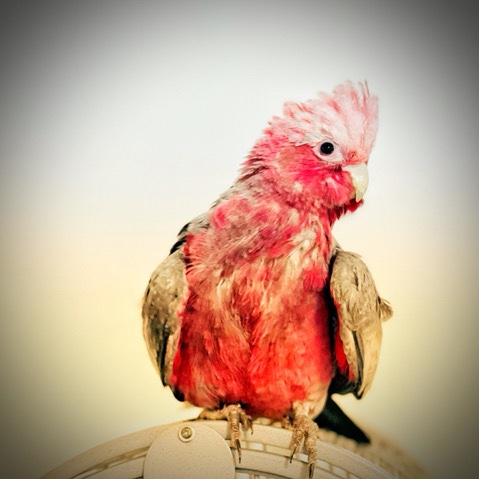 Talking Baby Galah Cockatoo 12 weeks old Parrot ta