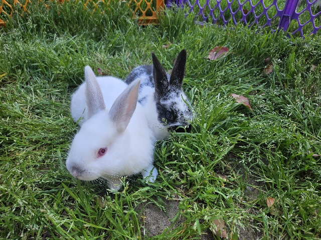 New Zealand – New Zealand Rabbits /Bunnies