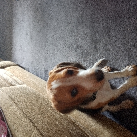 Beagle – beagle