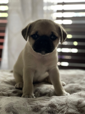 Pug – pugs ready for new home
