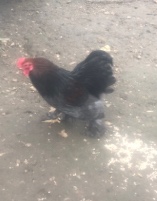 Cockrell