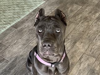 Rehoming Cane Corso 