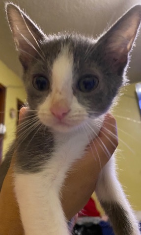 grey and white kitty