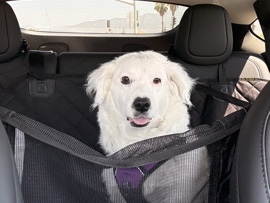 Mixed Breed – Sweet 6-Year-Old Mixed Breed Dog for Adoption in Fontana – Fontana