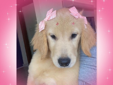 Golden Retriever – Golden Retriever