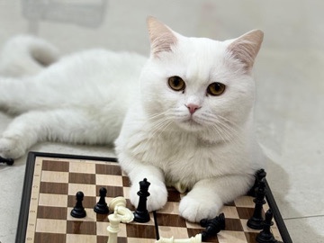 Persian (Modern) – Cat For Adoption – Abu Dhabi