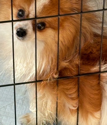 Pomeranian – Pomeranian