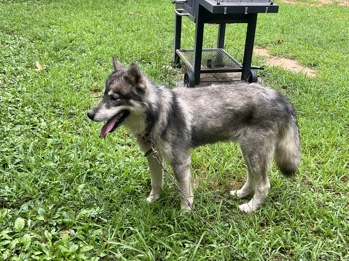 Siberian Husky – Male Husky (Kiba) – Farmville