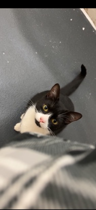 kitten free to a good home