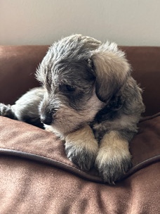Miniature Schnauzer – Adorable Miniture Schnauzers Puppies