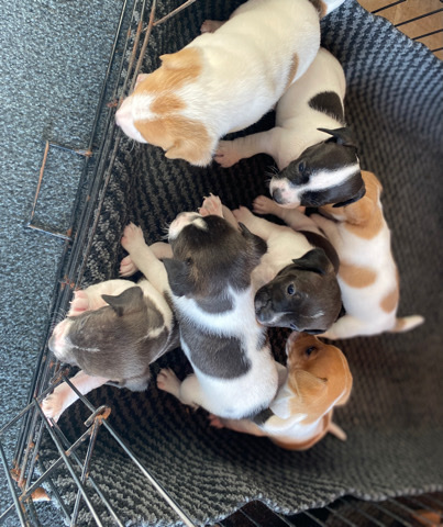 Jack Russell Terrier – jackRussle Puppies