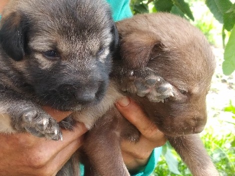 Indian pariah dog – Adorable female puppies for adoption – Bengaluru