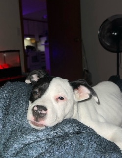 Rehoming my sweet willow