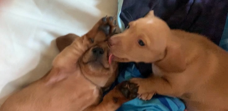 wiener puppies