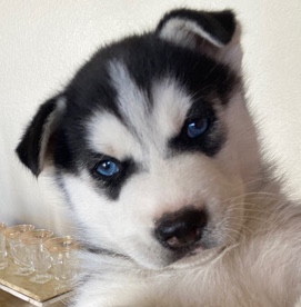 Siberian Husky – Husky Puppies For Sale