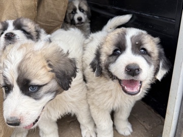 Pyrenean Mastiff – PYRENEES PUPPIES – Phoenix