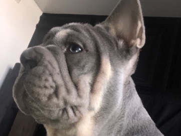 French Bulldog – For Sale – Hull