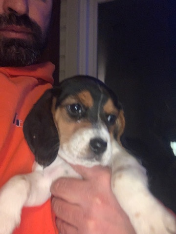 Beagle – beagles union nj ***