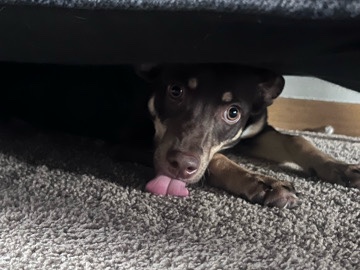 selling my 7 month old pup