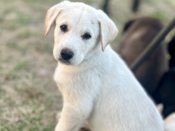 Labrador Retriever – Lab Mix Puppies – Simi Valley