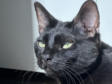 2 Female cats – Tucson