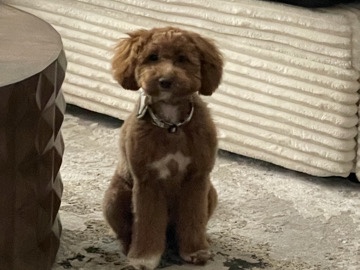Poodle – Playful 10 month old Pure Bred Mini Poodle. Price is flexible (message me) – South Fulton